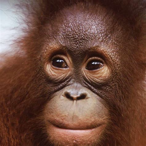 Der Borneo Orang Utan Bald Waldmensch Ohne Wald Wwf Sterreich