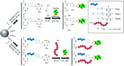 Schematic Illustration Of Enzyme Immobilization Via Snap Tag Covalent