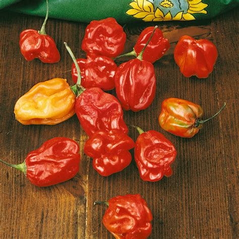 Habanero Sweet Red Hot Pepper Seeds 300 Mg Packet 50 Seeds Non Gmo