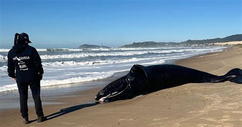 Filhote De Baleia Franca Que Encalhou Em Praia De Imbituba Morre Ap S