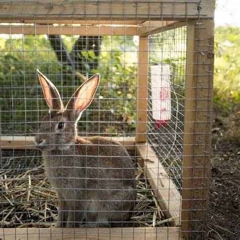 Buying Rabbit Hutch: Essential Tips For Pet Owners