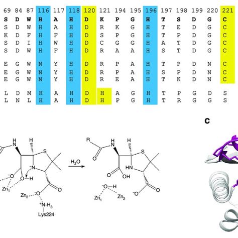 Active site residues of metallo β lactamases a Sequence alignment of