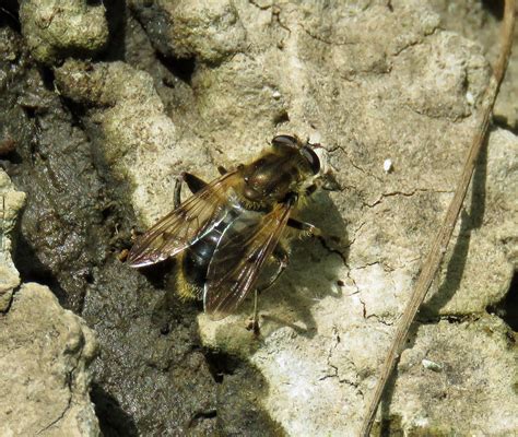 Chalcosyrphus Eunotus Male Temple Balsall Nr Warwickshi Flickr