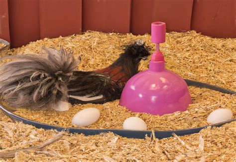 Factors Influencing Silkie Chickens Egg Laying Capabilities Nature