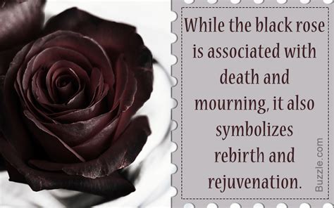 Varying Meanings Of The Black Rose Based On Different Perspectives