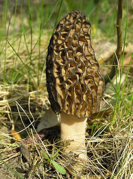 Edible Wild Mushrooms