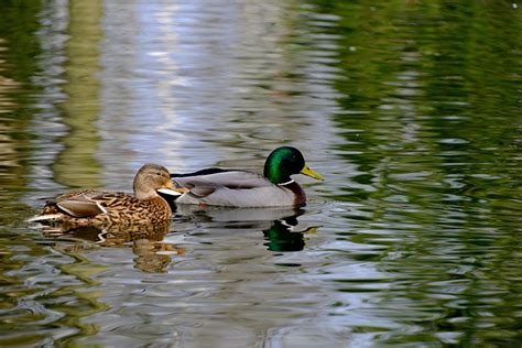 Des Oiseaux Le Canard Colvert Photo Gratuite Sur Pixabay Pixabay