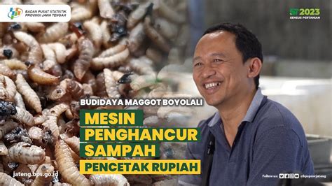 Budidaya Maggot Boyolali Jawa Tengah Youtube