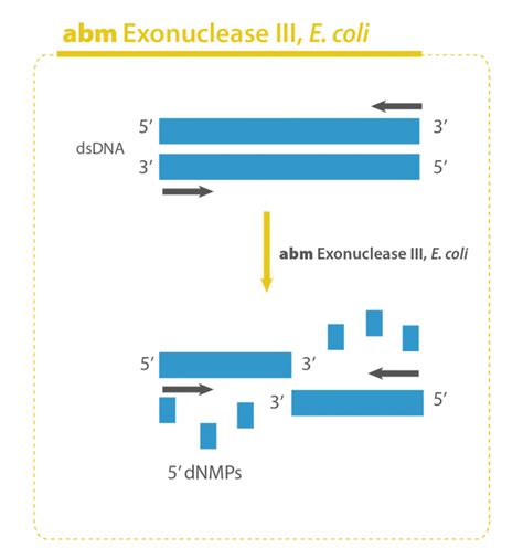 How You Can Have Quality Dna For Chip Sequencing Mbp Inc