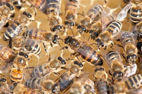 Queen bee stock photo. Image of apis, closeup, beehive - 17685444