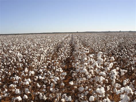 Conheça A História Da Produção De Algodão No Brasil Summit Agro