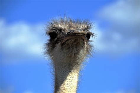 Ostrich Head Hd Wallpapers