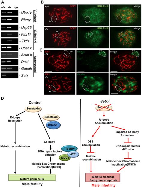 Aberrant Meiotic Sex Chromosome Inactivation In Setx−− Mice A Download Scientific Diagram