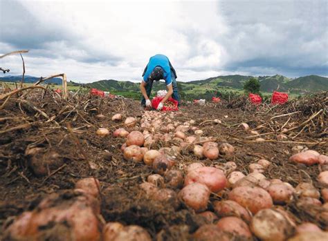 Así Puede Ayudar A Los Productores De Papa En Colombia El Espectador