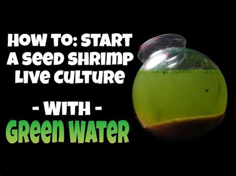 How To Start A Green Water Ostracod Culture Seed Shrimp As Pets Jar