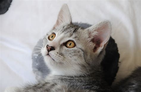 Tora 🌸 White Tiger Kitten Female Domestic Short Hair Cat In Vic