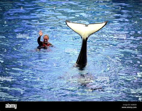 The Shamu Killer Whale Show At Seaworld In Florida Usa Stock Photo Alamy