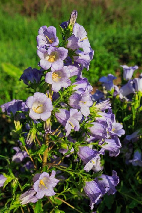 Purple Canterbury Bells Flowers Landscape Stock Photo Image Of