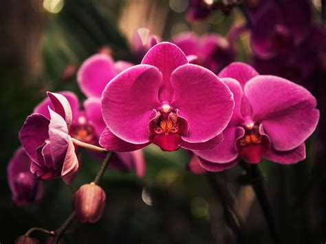 Orquídeas De Todos Los Colores extrememoms