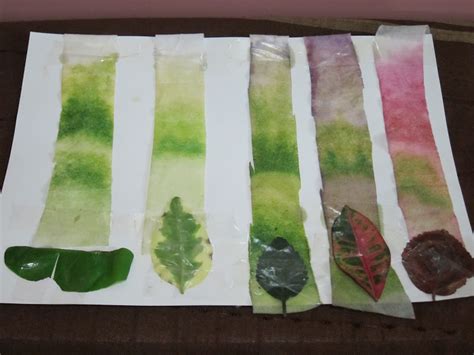 Chromatography Of Leaf Pigments