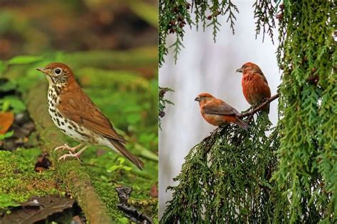 Birds That Live In Forests Golden Spike Company