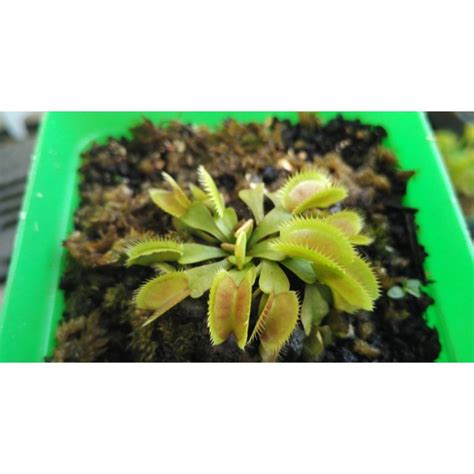 Jual Tanaman Karnivora Venus Fly Trap Cm Shopee Indonesia