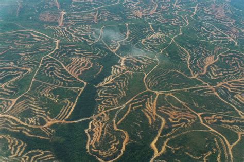 Indonesia makes progress towards zero palm oil deforestation – but ...