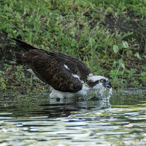 Black And White Bird On Water Photo Free Animal Image On Unsplash