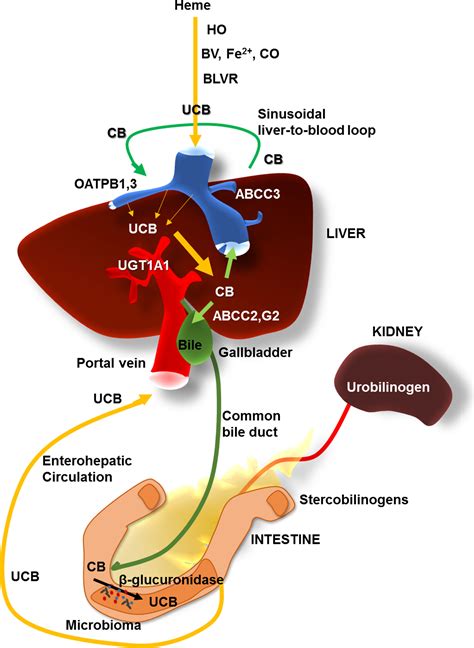 The Molecular Basis Of Jaundice An Old Symptom Revisited Gazzin