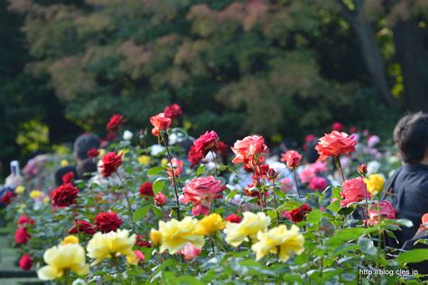 旧古河庭園の秋のバラフェスティバル 2015