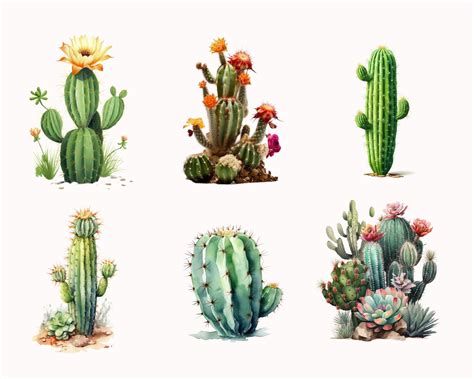 Watercolor Cactus Clipart Desert Cactus PNG Instant - Etsy