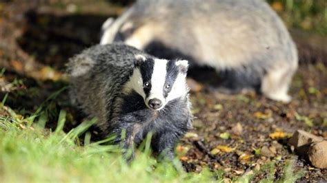 Vaccine Shortage Halts Dorset Badger Bovine Tb Jabs Bbc News