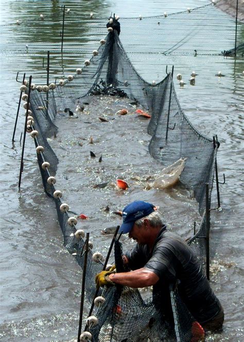 Produto Engepesca Redes Para Aquicultura