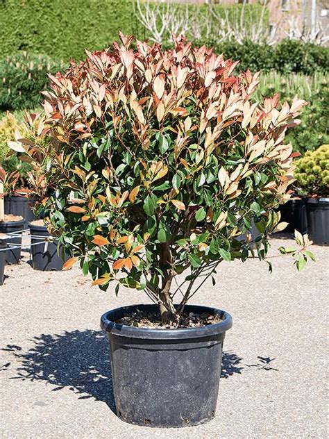 Photinia X Fraseri Red Robin Plant Wholesale Floraccess