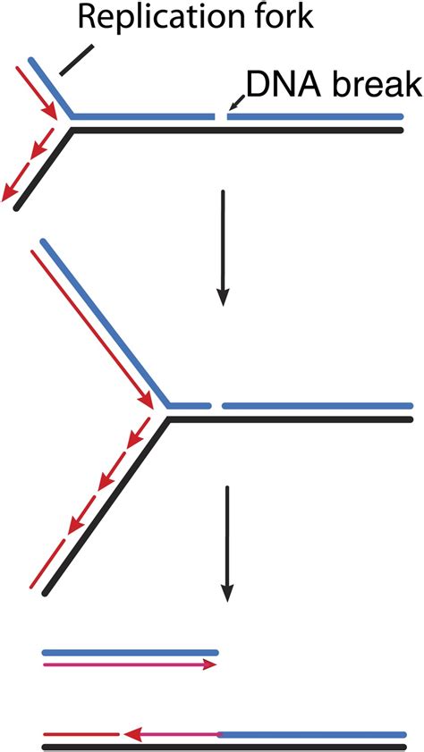 Dna Damage Proteins Pinpoint Double Strand Breaks Elife