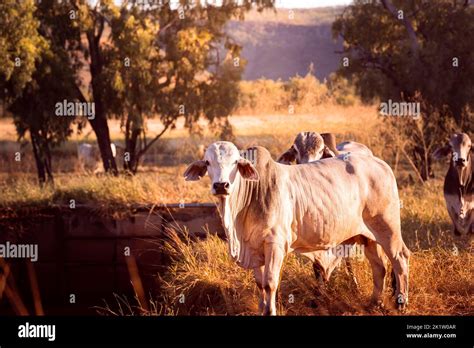 White Bulls In The Yards On A Remote Cattle Station In Northern