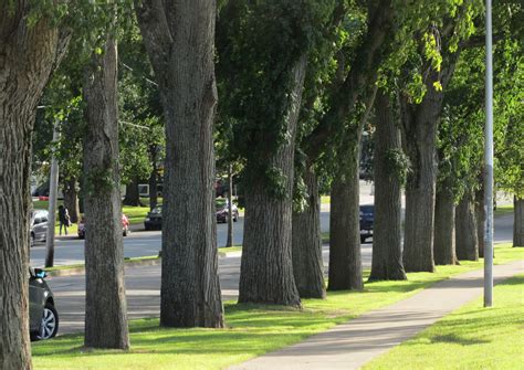 Clean the air — Halifax Tree Project