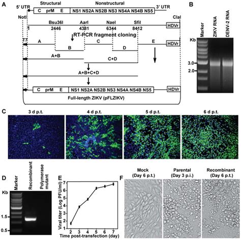 An Infectious Cdna Clone Of Zika Virus To Study Viral Virulence