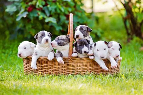 10 Best Bull Terrier Breeders (2024): Our Top 10 Picks!