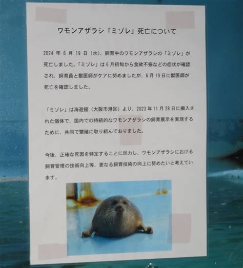 おたる水族館ワモンアザラシ｢ミゾレ｣死亡について 小樽観光協会公式サイト「おたるぽーたる」：北海道小樽へようこそ！