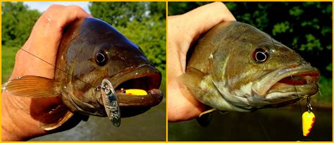 Smalls on my trout streams - Smallmouth & Largemouth Bass - Smallmouth