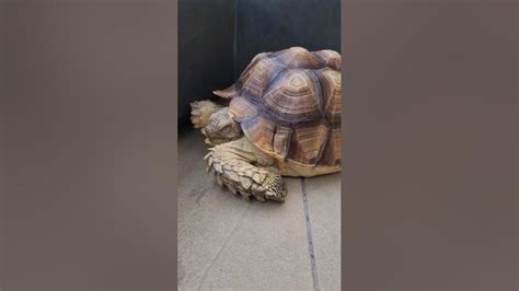 Wake Him Up Sulcata Turtle 烏龜 盾臂龜 蘇卡達 象龜 陸龜 不龜路 Youtube