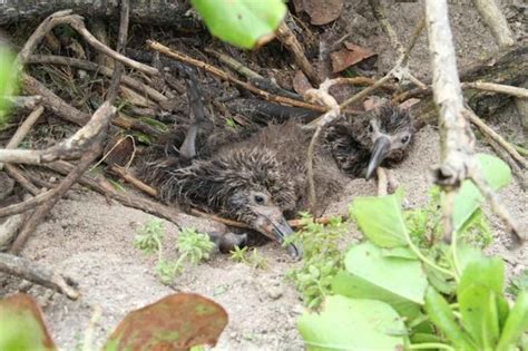 Image libre deux Laysan albatros poussins enterré sable la