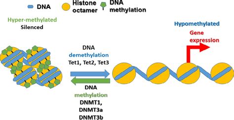 The Roles Of Dna Methylation In The Stages Of Cancer The Cancer Journal