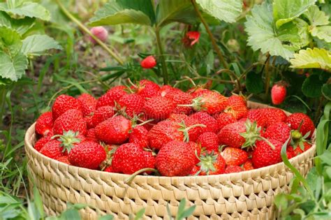 Reife Erdbeeren Der Nahaufnahme In Einem Korb Im Garten Stockbild