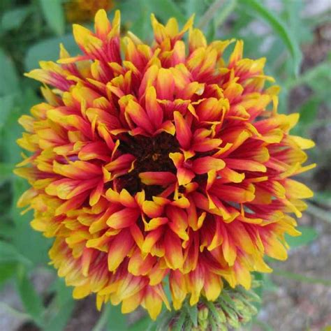Seminte De Fluturas Gaillardia Pulchella Lorenziana Double Mixed