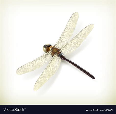 Dragonfly Realistic Royalty Free Vector Image Vectorstock
