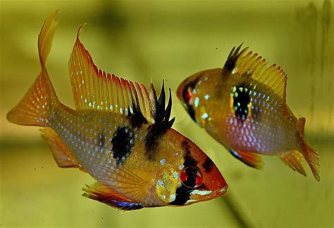 German Blue Ram Cichlid