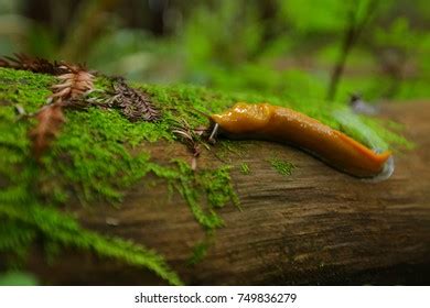 Banana Slug On Log Redwood Forest Stock Photo 749836279 Shutterstock