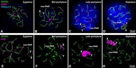 Inactivation Of Sex Chromosomes A D Spread Spermatocytes At Different Download Scientific